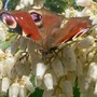 butterfly5.jpg