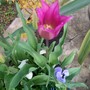 Tulip46