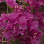Bougainvillea