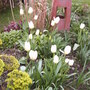 Tulipsb
