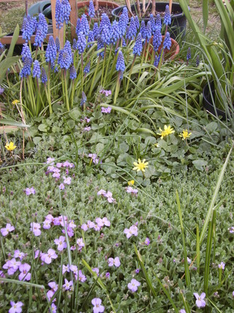 Spring flowers
