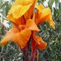 Garden_035