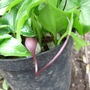 Arisarum proboscideum (Arisarum proboscideum)