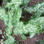 Arum_italicum__marmoratum_