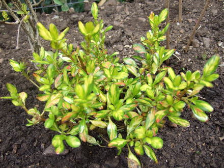 Coprosma 'Lemon and Lime' (Coprosma)
