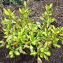 Coprosma 'Lemon and Lime' (Coprosma)