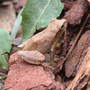 Spring Peeper