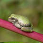 Baby Treefrog
