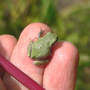 Baby Treefrog On My Fingers