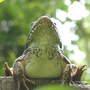 Frog_from_below_exc_5-14-05_exc_med