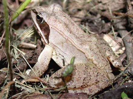 Wood Frog