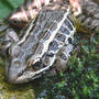 Frog_northern_leopard_frog_close_5-22-07_good_med