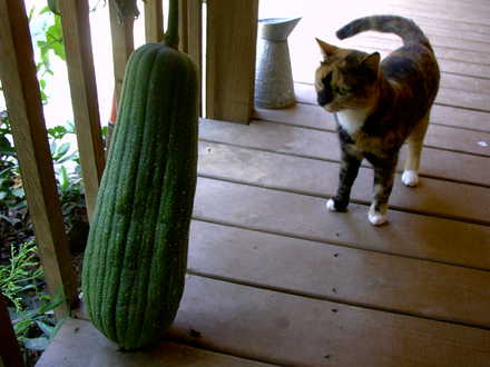  buffy checking out a large luffa