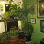 Flowering Maple