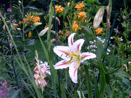 oriental lily 'arena'