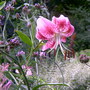Summer_04_605