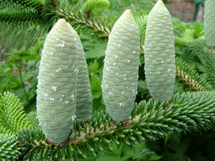 Abies numidica 'Pendula'