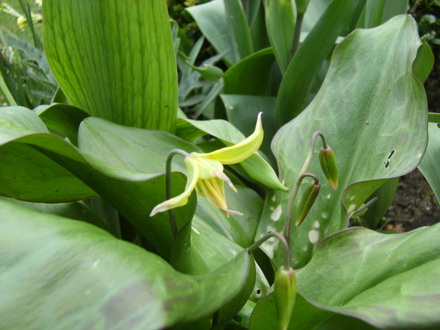 Dogs Tooth Violet (Erythronium Pagoda)
