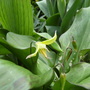 Erythronium Pagoda