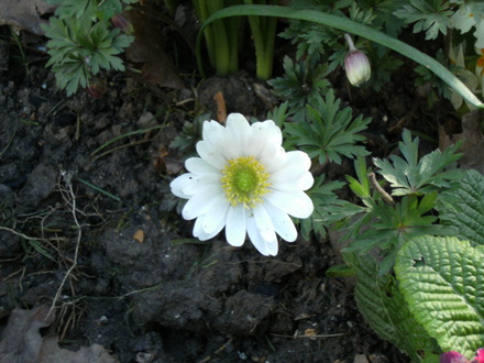 apr Anemone blanda (Anemone Blanda White)