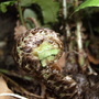 apr Fern frond un folding