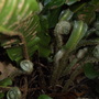 apr Fern fronds