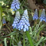 Muscari botryoides