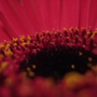 Birthday Flowers