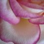 Another pink rose