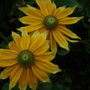 A garden flower photo