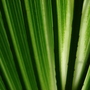 A garden flower photo