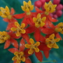 A garden flower photo