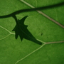 A garden flower photo