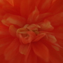 DSC05268.jpg