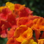 DSC05338.jpg