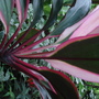 A garden flower photo