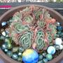 Sempervivum