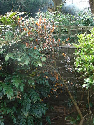 Berberis linearifolia 'Orange King' (Berberis linearifolia 'Orange King')