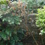 Berberis_linearifolia__orange_king_