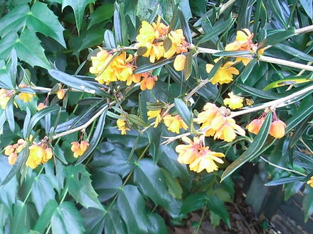 Berberis linearifolia 'Orange King' - close-up (Berberis linearifolia 'Orange King')