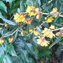 Berberis linearifolia 'Orange King' - close-up (Berberis linearifolia 'Orange King')
