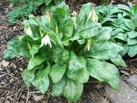 Erythronium californicum 'White Beauty' (Erythronium californicum 'White Beauty')