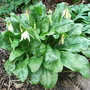 Erythronium_californicum__white_beauty_