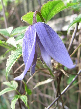 Clematis alpina 'Frances Rivis' (Clematis alpina 'Frances Rivis')