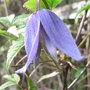 Clematis alpina 'Frances Rivis' (Clematis alpina 'Frances Rivis')