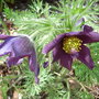 I've only kept this over winter by giving it full sun and stony soil (Pulsatilla vulgaris)