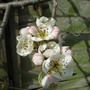 Pear blossom