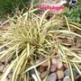 Carex_oshimensis__evergold_