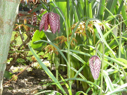 Fritillary (Fritillaria meleagris (Snake's head fritillary))