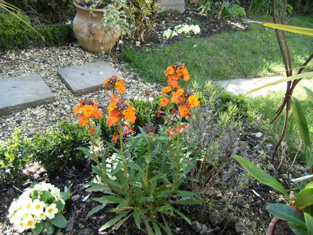 Wallflower (Erysimum Apricot Twist(P))